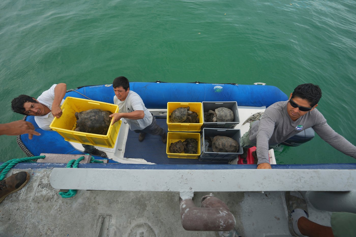 Galápagos park releases 158 juvenile hybrid tortoises on Floreana to restore the ecosystem | iNFOnews.ca Galápagos park releases 158 juvenile hybrid tortoises on Floreana to restore the ecosystem | iNFOnews.ca