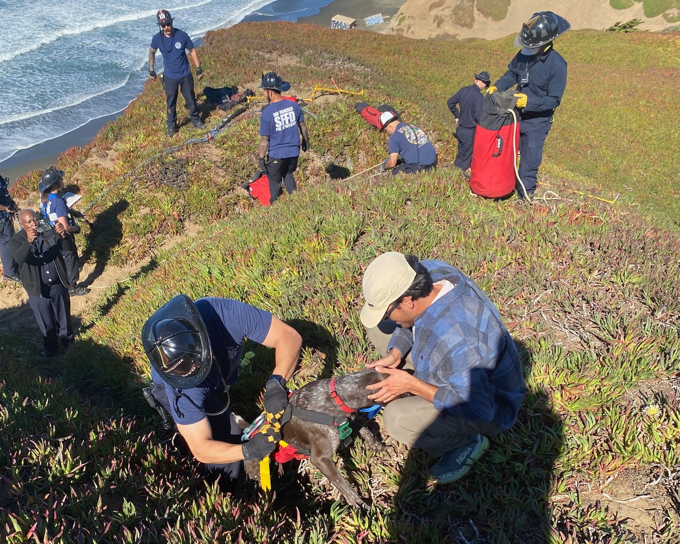 A San Francisco dog wags its tail and kisses rescuers after it's plucked from the side of a cliff | iNFOnews.ca A San Francisco dog wags its tail and kisses rescuers after it's plucked from the side of a cliff | iNFOnews.ca