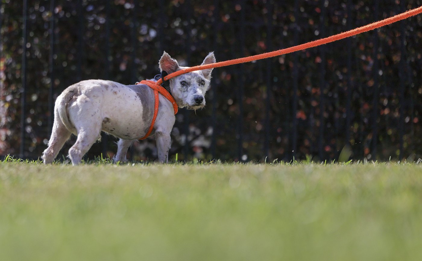 A fugitive gains fame in New Orleans eluding dart guns and nets | iNFOnews.ca