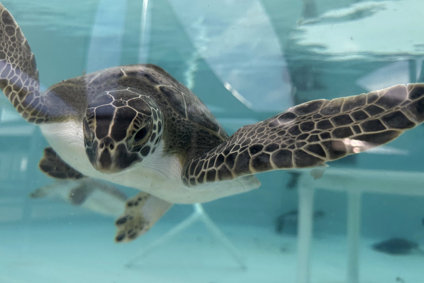 Cold-stunned green sea turtles are recovering at a Florida marine life center | iNFOnews.ca