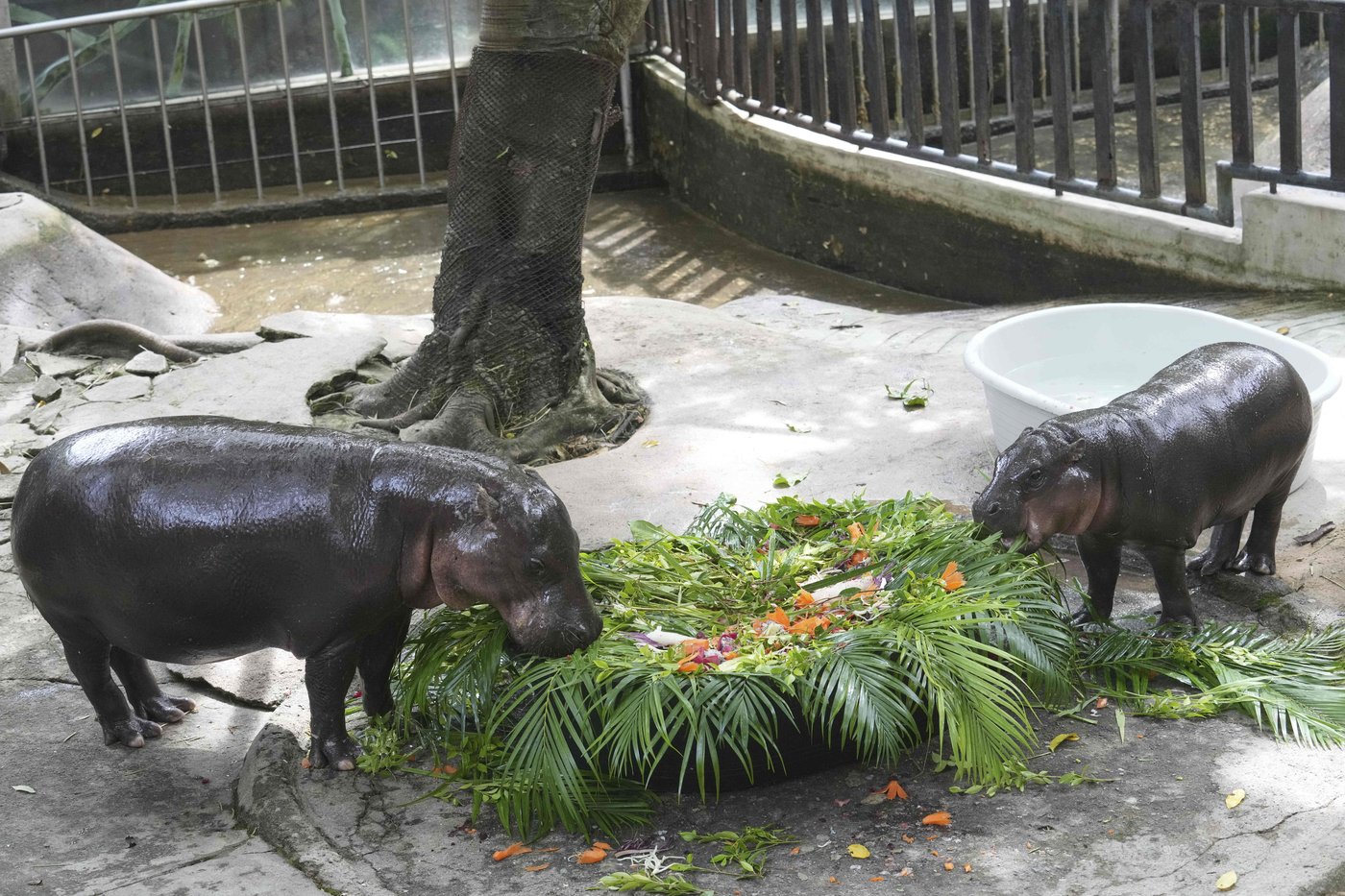 Thousands celebrate baby hippo Moo Deng's first birthday at a Thailand zoo | iNFOnews.ca