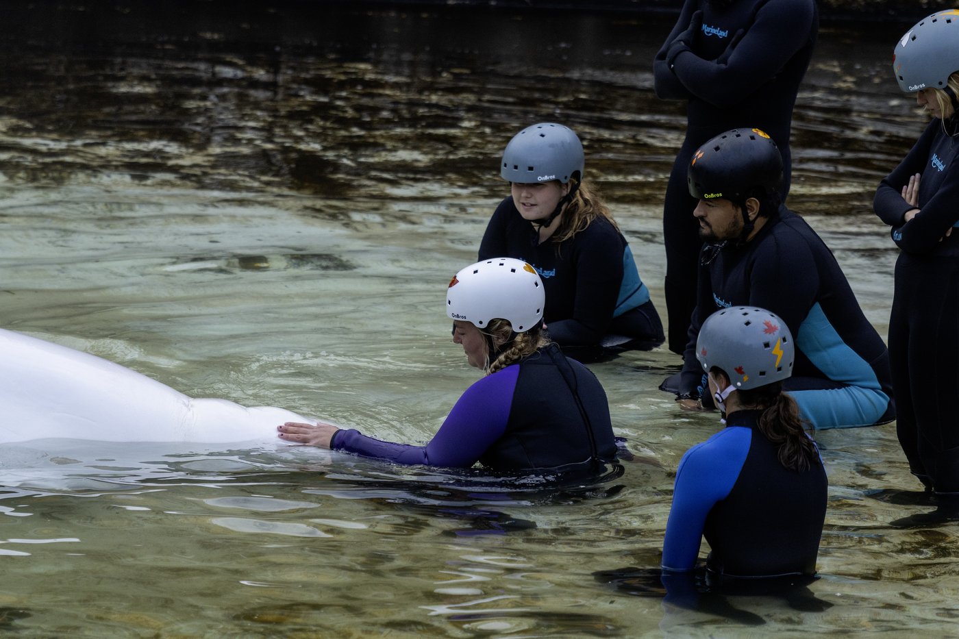 'Bittersweet': Canada's last captive whales leave Marineland for U.S. aquariums | iNFOnews.ca 'Bittersweet': Canada's last captive whales leave Marineland for U.S. aquariums | iNFOnews.ca