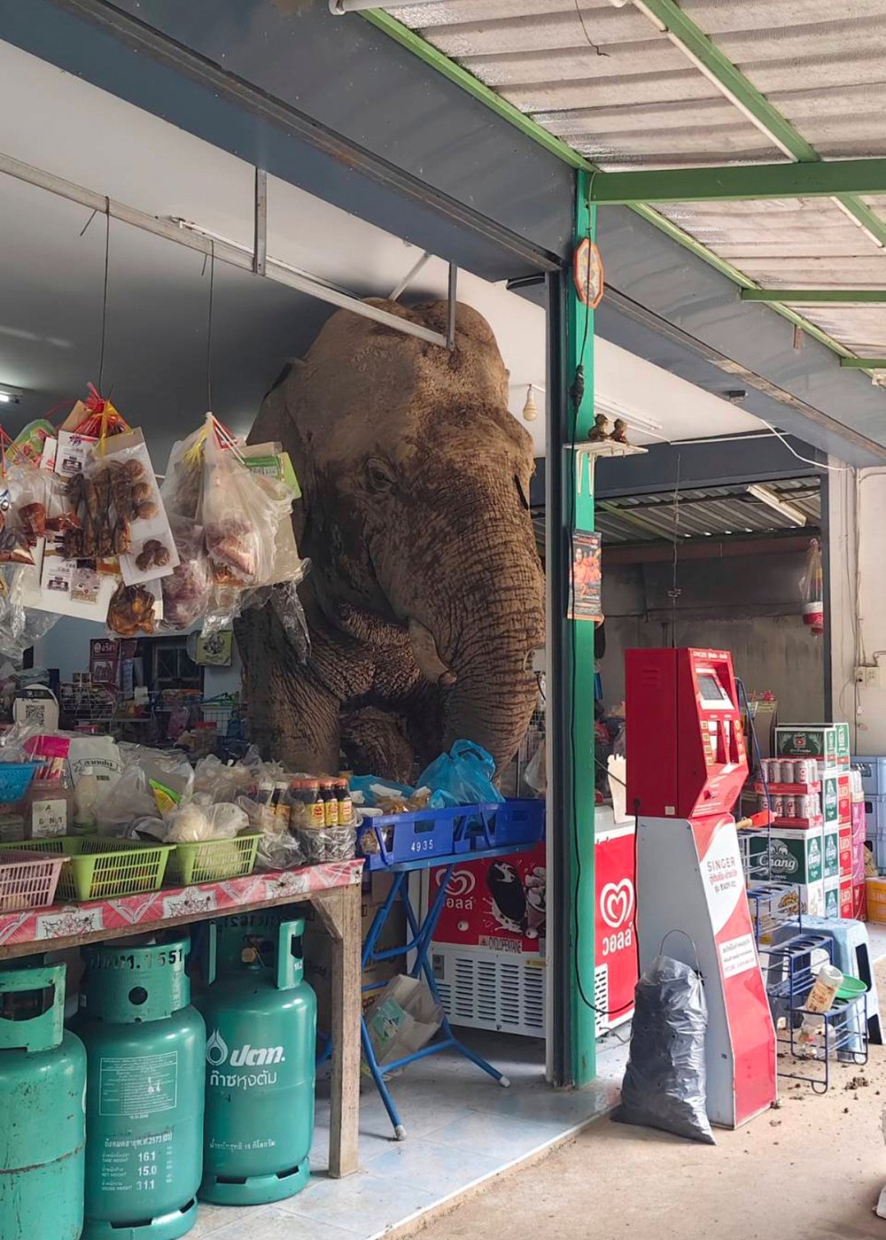 A hungry wild elephant raids a grocery store in Thailand for snacks | iNFOnews.ca A hungry wild elephant raids a grocery store in Thailand for snacks | iNFOnews.ca
