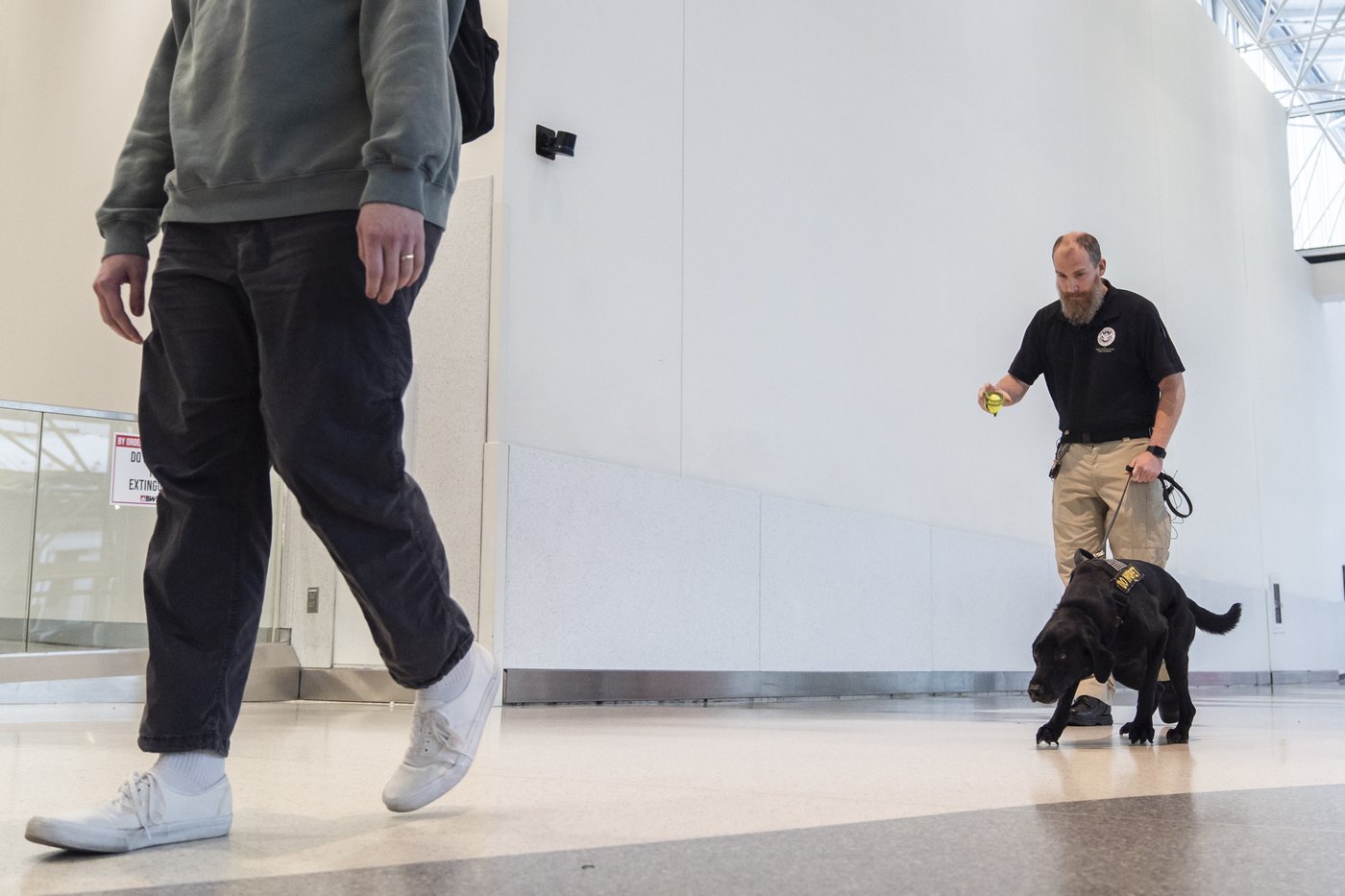 Argo the dog, a TSA calendar star, protects air travelers by sniffing out explosives | iNFOnews.ca