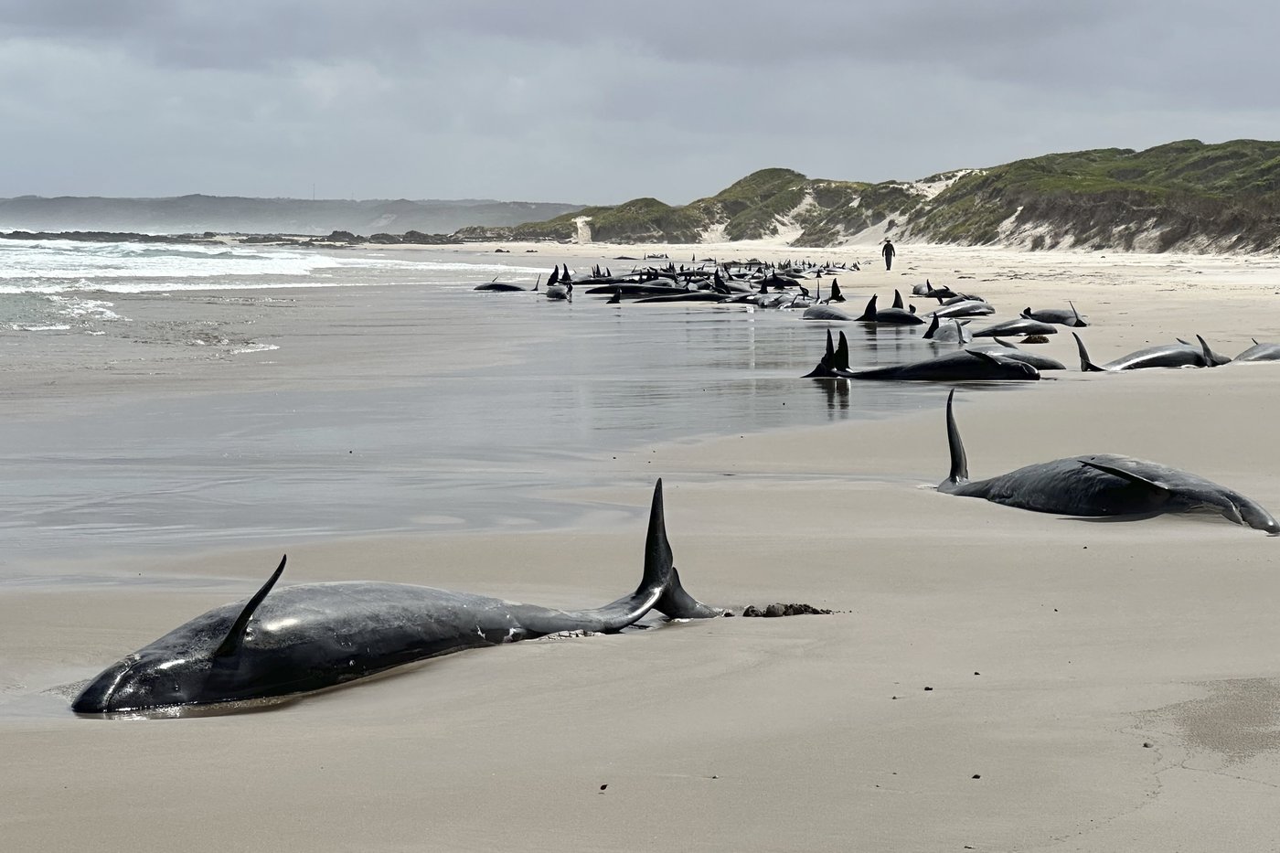 Experts give up hope for 157 false killer whales stranded on a beach in Australia's Tasmania state | iNFOnews.ca