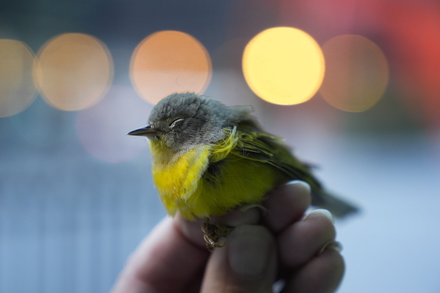 Avian enthusiasts try to counter the deadly risk of Chicago high-rises for migrating birds | iNFOnews.ca