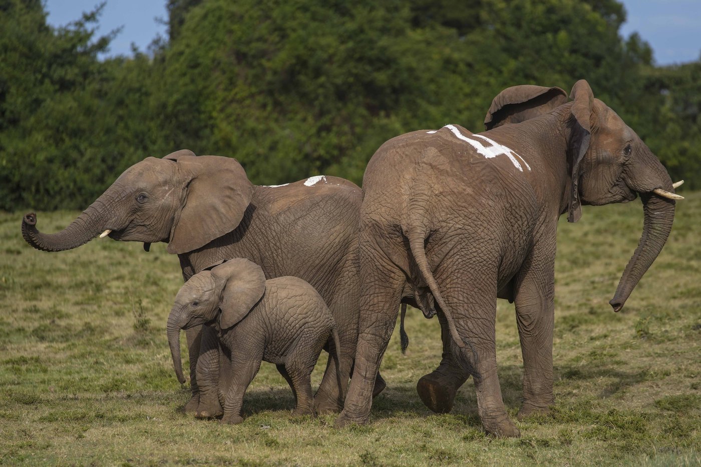 Kenya moves 50 elephants to a larger park, says it's a sign poaching is low | iNFOnews.ca Kenya moves 50 elephants to a larger park, says it's a sign poaching is low | iNFOnews.ca