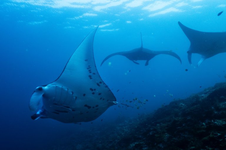 Fundraising to protect oceans, forests and other key nature sites falling short ahead of UN summit | iNFOnews.ca