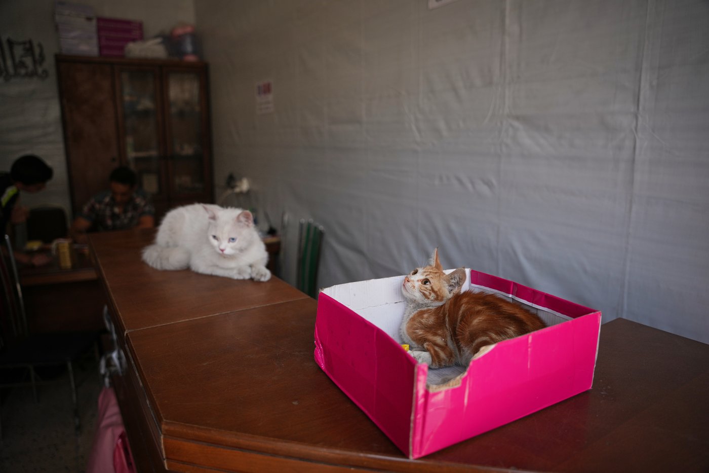 Photos of a rare veterinary clinic still open in war-battered Gaza | iNFOnews.ca