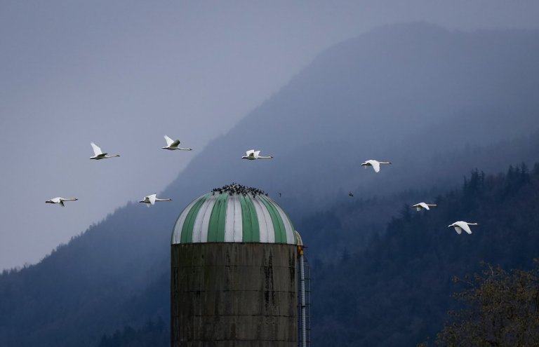 Avian flu on the rise in B.C., nine outbreaks confirmed this month in poultry flocks | iNFOnews.ca Avian flu on the rise in B.C., nine outbreaks confirmed this month in poultry flocks | iNFOnews.ca