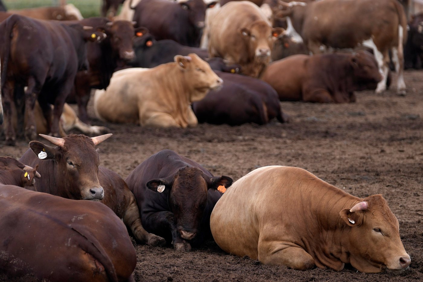 South Africa starts mass cattle vaccination program to halt foot-and-mouth outbreak | iNFOnews.ca