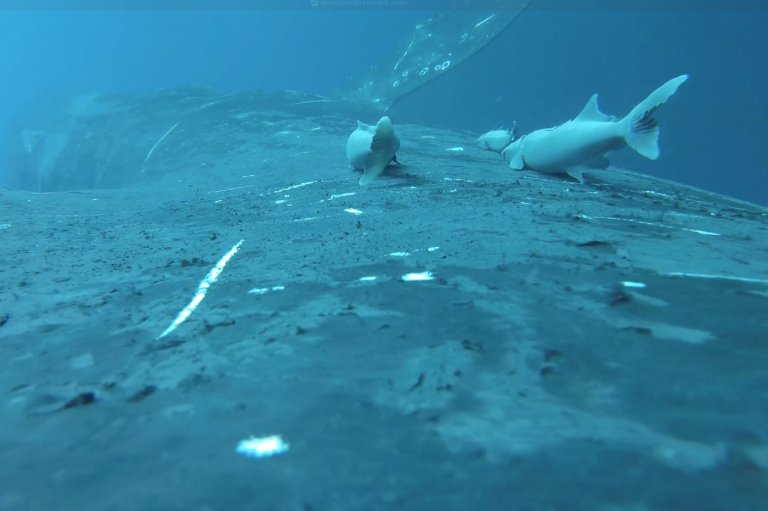 Rare footage shows sucker fish as they whale-surf in the ocean's wildest joyride | iNFOnews.ca