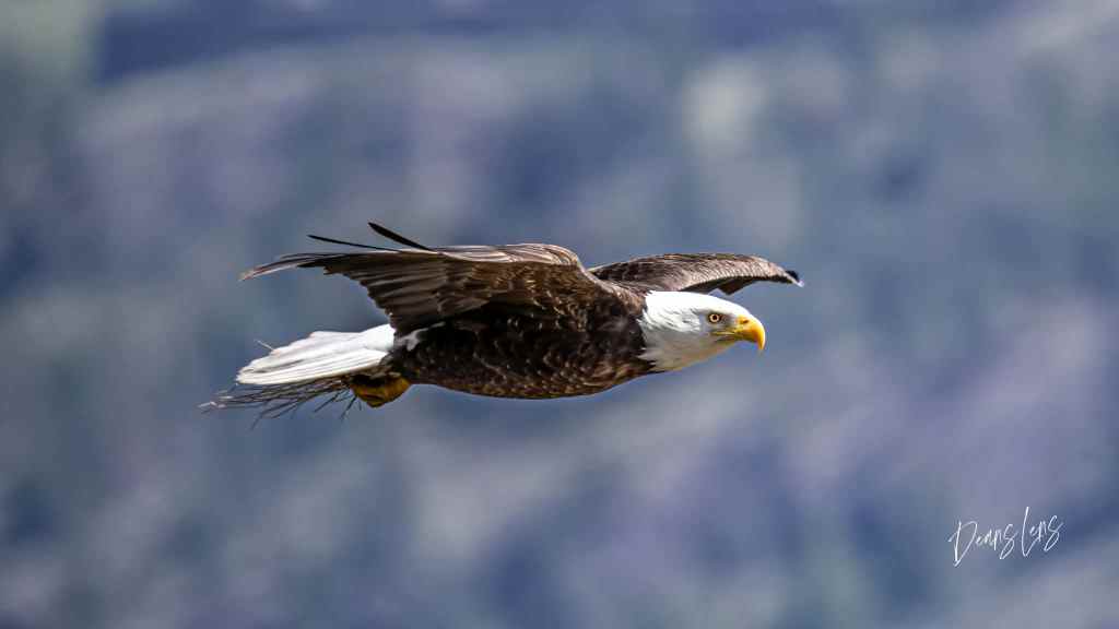 iN PHOTOS: Moments between a pair of eagles in West Kelowna | iNFOnews.ca