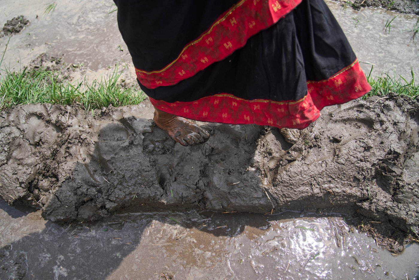 Photo show Paddy Day, the festival marking the start of the rice planting season in Nepal | iNFOnews.ca