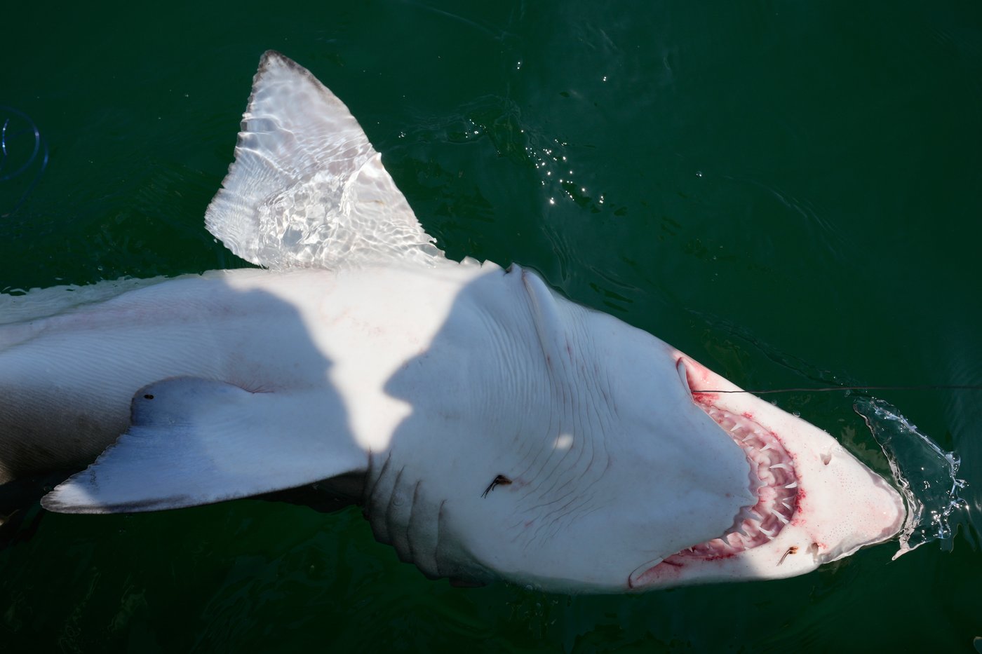 Researchers catch sharks off NY's Hamptons, attach trackers to toothy predators | iNFOnews.ca