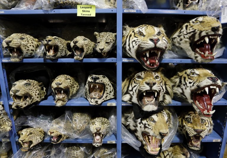 Global tiger trafficking crisis worsens with nine big cats seized monthly | iNFOnews.ca