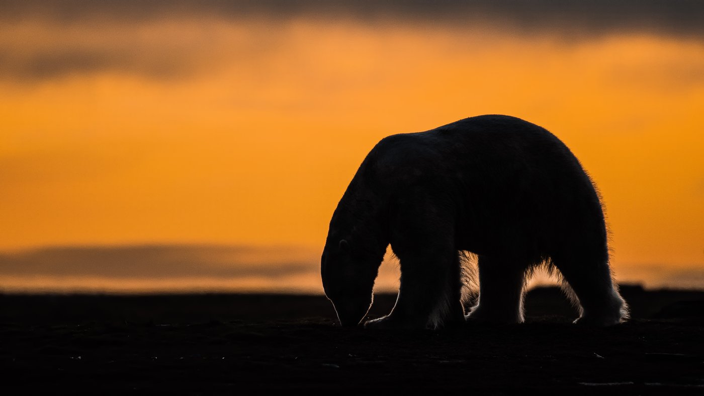 A tiny Arctic village in Alaska is trying to revive its polar bear tourism industry | iNFOnews.ca A tiny Arctic village in Alaska is trying to revive its polar bear tourism industry | iNFOnews.ca