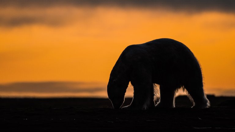 A tiny Arctic village in Alaska is trying to revive its polar bear tourism industry | iNFOnews.ca