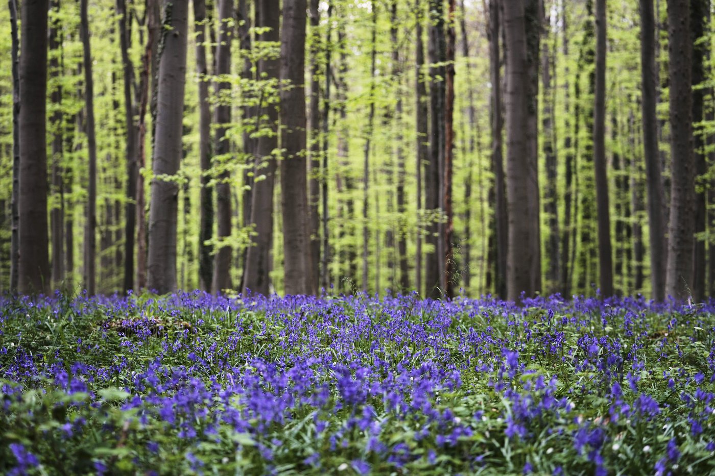 Bluebells and other spring flowers can be nature's antidote to stressful times | iNFOnews.ca Bluebells and other spring flowers can be nature's antidote to stressful times | iNFOnews.ca