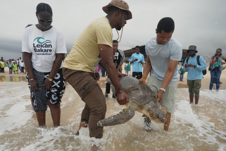 Conservation group rescues sea turtles caught in nets at Nigerian coastal city and rewards fishermen | iNFOnews.ca