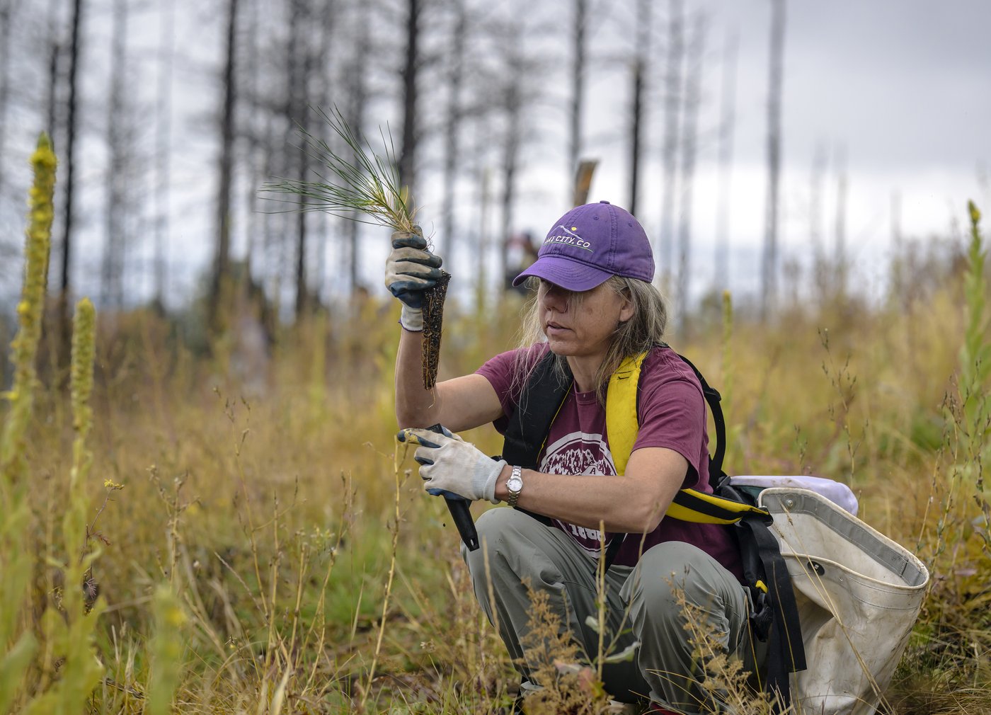 Volunteers help seedlings take root as New Mexico attempts to recover from historic wildfire | iNFOnews.ca Volunteers help seedlings take root as New Mexico attempts to recover from historic wildfire | iNFOnews.ca
