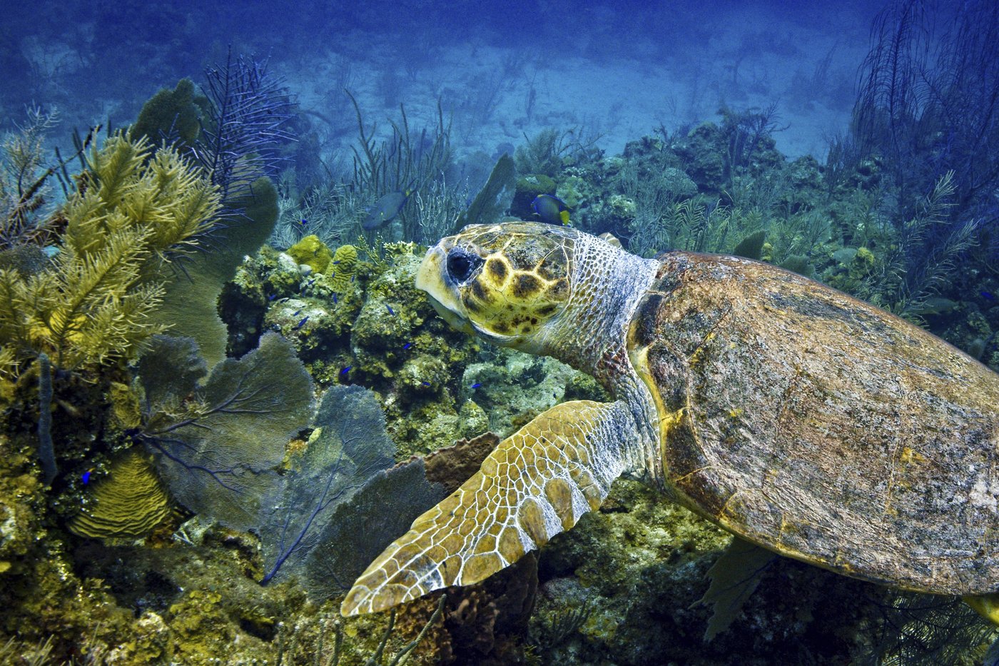 Endangered sea turtle populations show signs of recovery in more than half the world, survey finds | iNFOnews.ca
