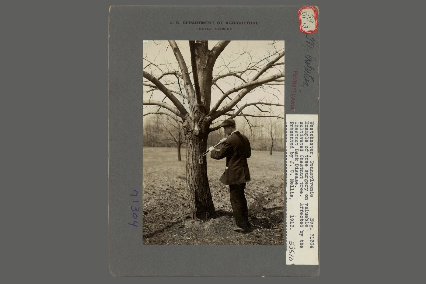 A lost icon: The American chestnut and its central place in the eastern landscape | iNFOnews.ca