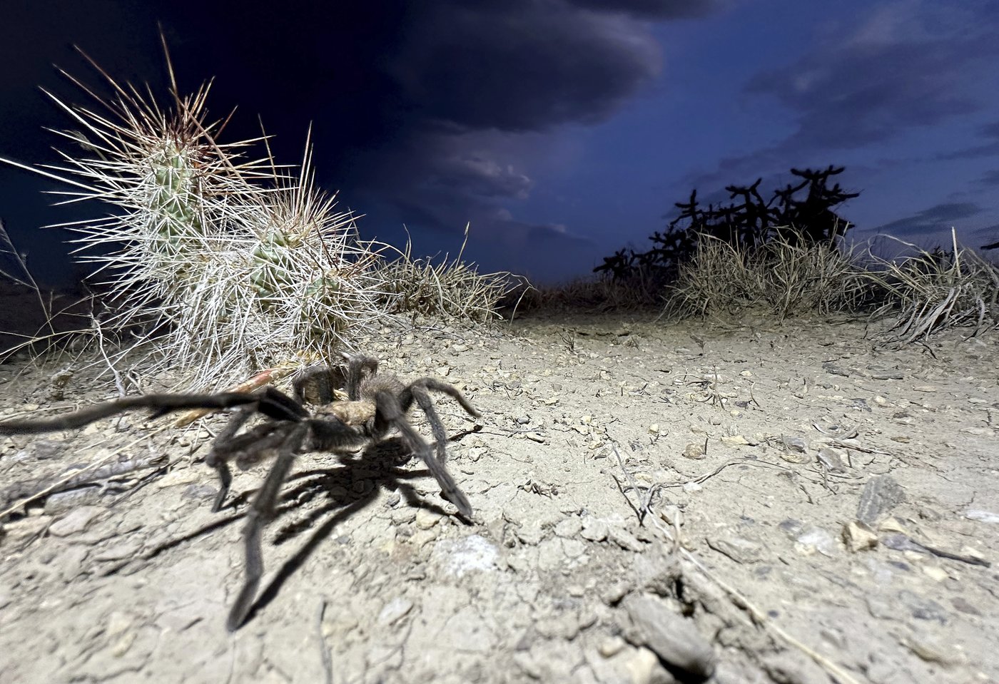 Spider lovers scurry to Colorado town in search of mating tarantulas and community | iNFOnews.ca Spider lovers scurry to Colorado town in search of mating tarantulas and community | iNFOnews.ca