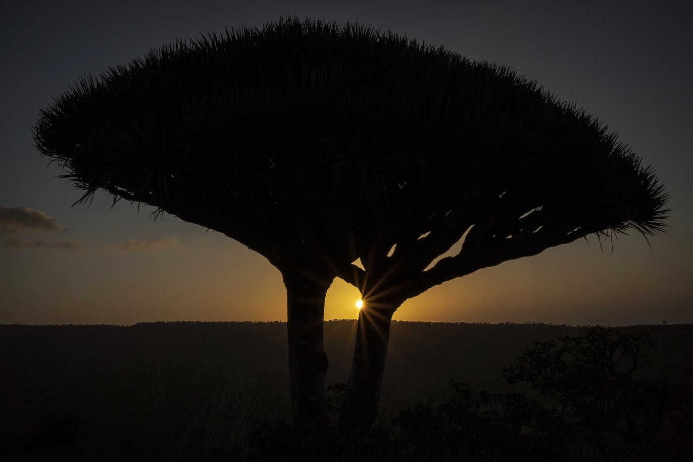 These surreal trees survived for centuries. Scientists worry for their future | iNFOnews.ca These surreal trees survived for centuries. Scientists worry for their future | iNFOnews.ca