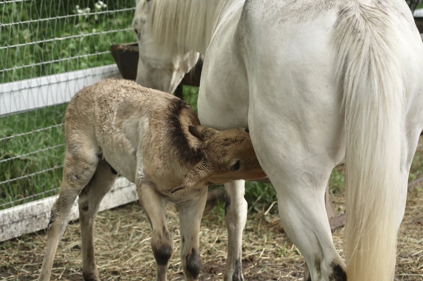 Rejected by his mother, a rare wild Asian horse foal finds a new mom in a grieving domestic mare | iNFOnews.ca Rejected by his mother, a rare wild Asian horse foal finds a new mom in a grieving domestic mare | iNFOnews.ca