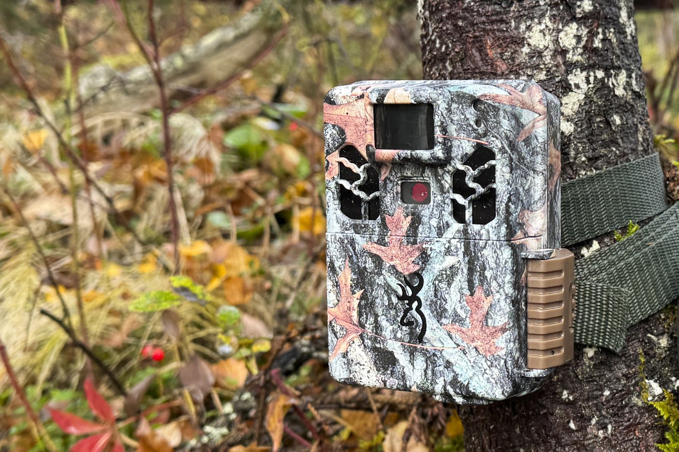 It's not just Fat Bear Week in Alaska. Trail cameras are also capturing wolves, moose and more | iNFOnews.ca It's not just Fat Bear Week in Alaska. Trail cameras are also capturing wolves, moose and more | iNFOnews.ca