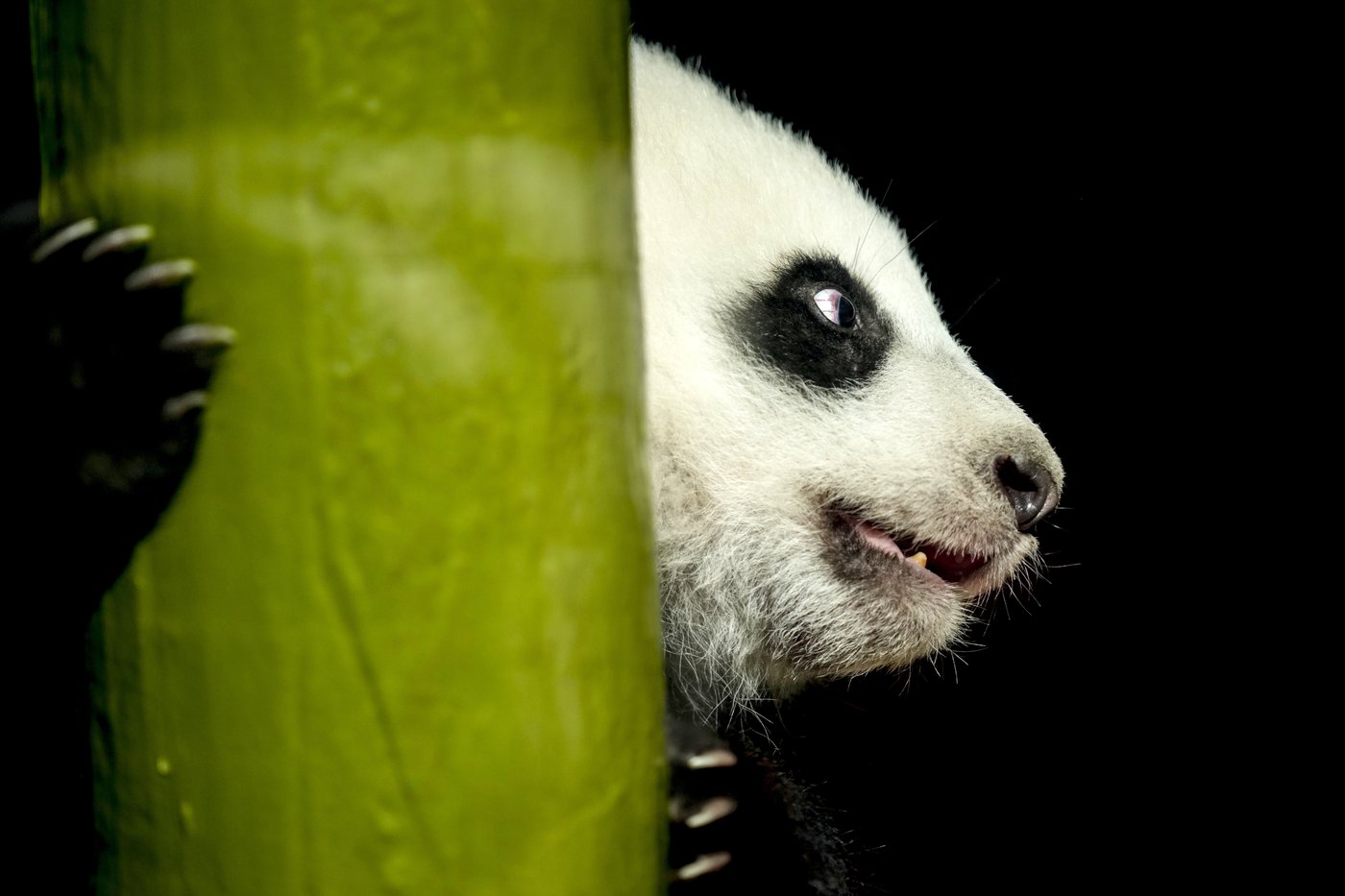 PHOTO COLLECTION: Germany Panda Cubs Outdoors | iNFOnews.ca