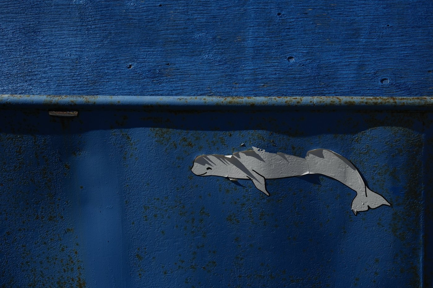 Offering a dose of healing, curious beluga whales frolic in a warming Hudson Bay | iNFOnews.ca Offering a dose of healing, curious beluga whales frolic in a warming Hudson Bay | iNFOnews.ca