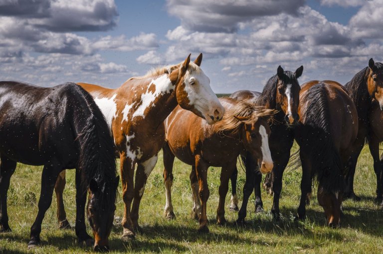'Bred to buck': Stampede Ranch responsible for generations of bucking horses | iNFOnews.ca