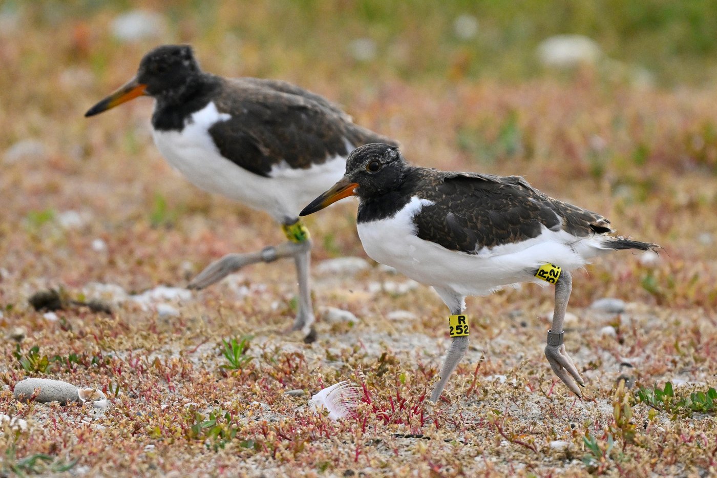 Oystercatchers, known for sharp bills and beady eyes, are making a comeback thanks to conservation | iNFOnews.ca