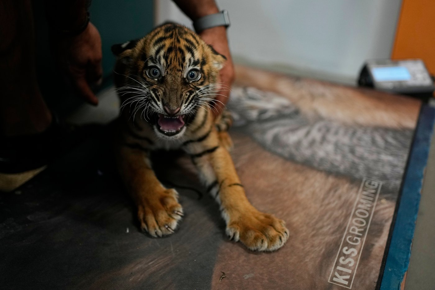 World's most endangered tigers born in Greece as zoos build a safety net | iNFOnews.ca