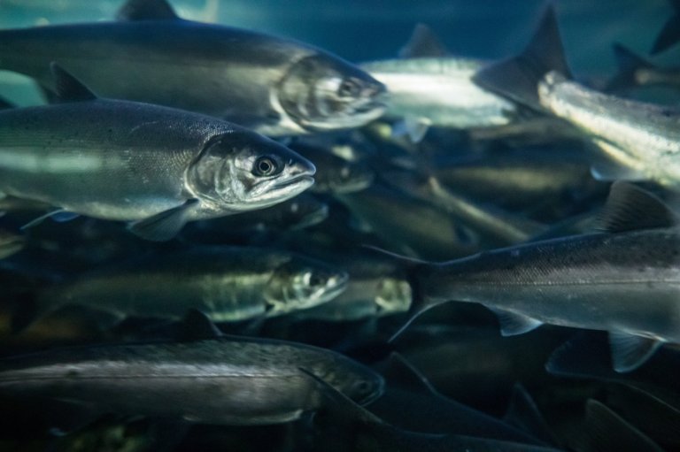 University of British Columbia aquatic researchers receive $1M fellowships | iNFOnews.ca