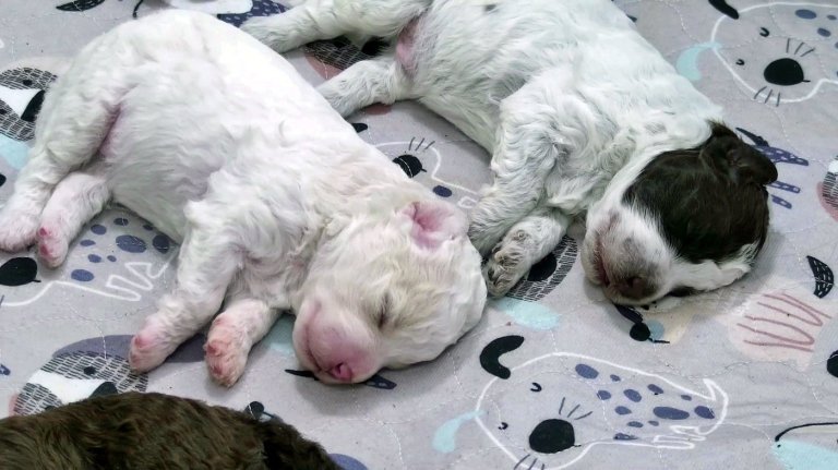 Need a smile? This livestream features 6 puppies all day long | iNFOnews.ca