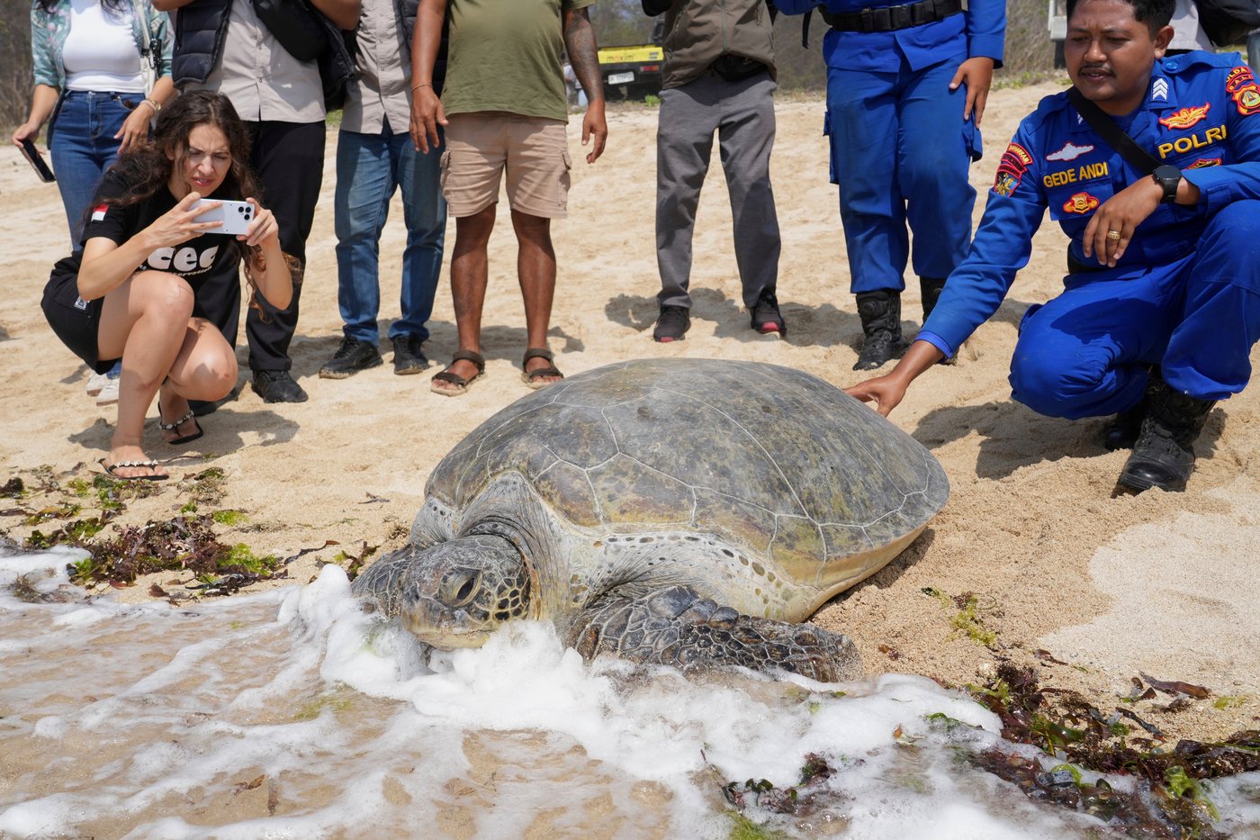 Indonesia returns 20 green sea turtles to the ocean after Bali smuggling raid | iNFOnews.ca