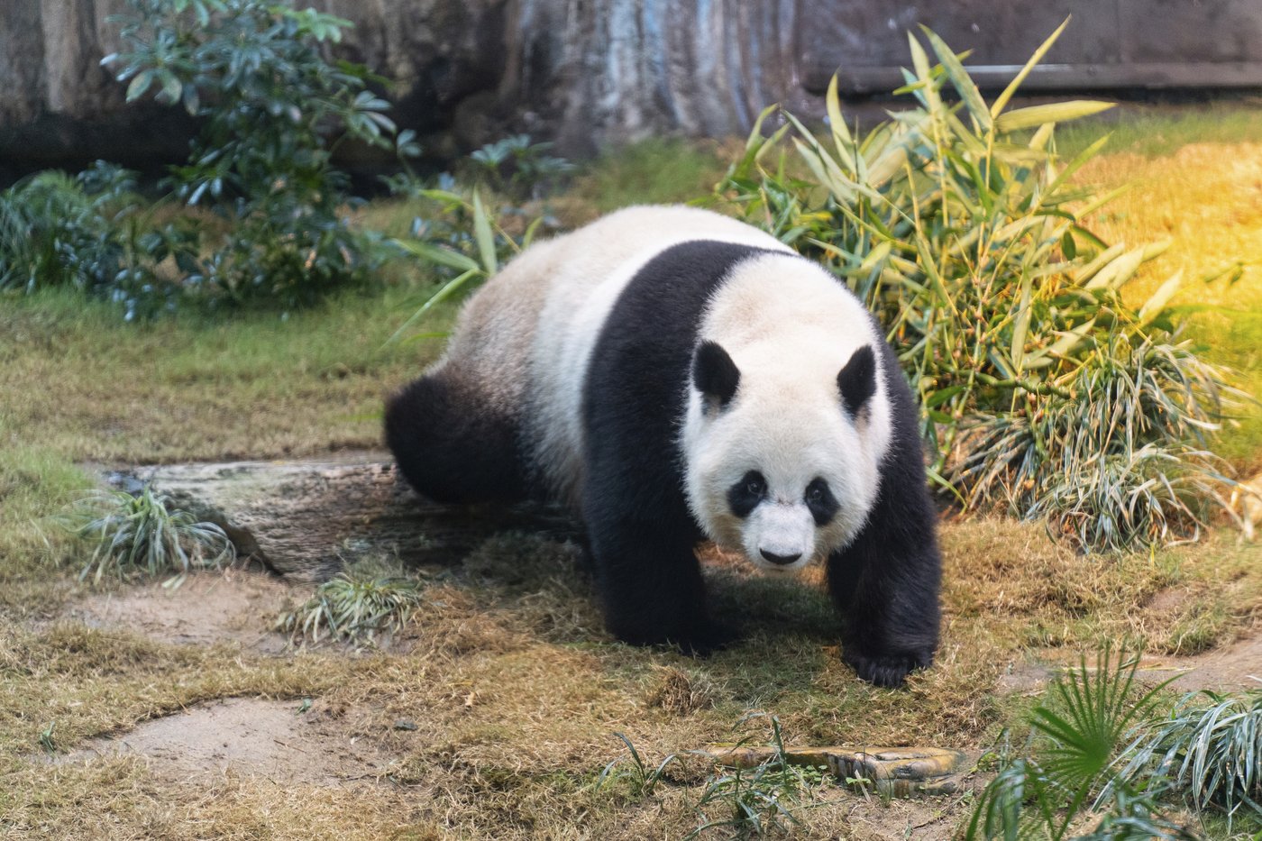 PHOTO COLLECTION: Hong Kong Panda | iNFOnews.ca PHOTO COLLECTION: Hong Kong Panda | iNFOnews.ca