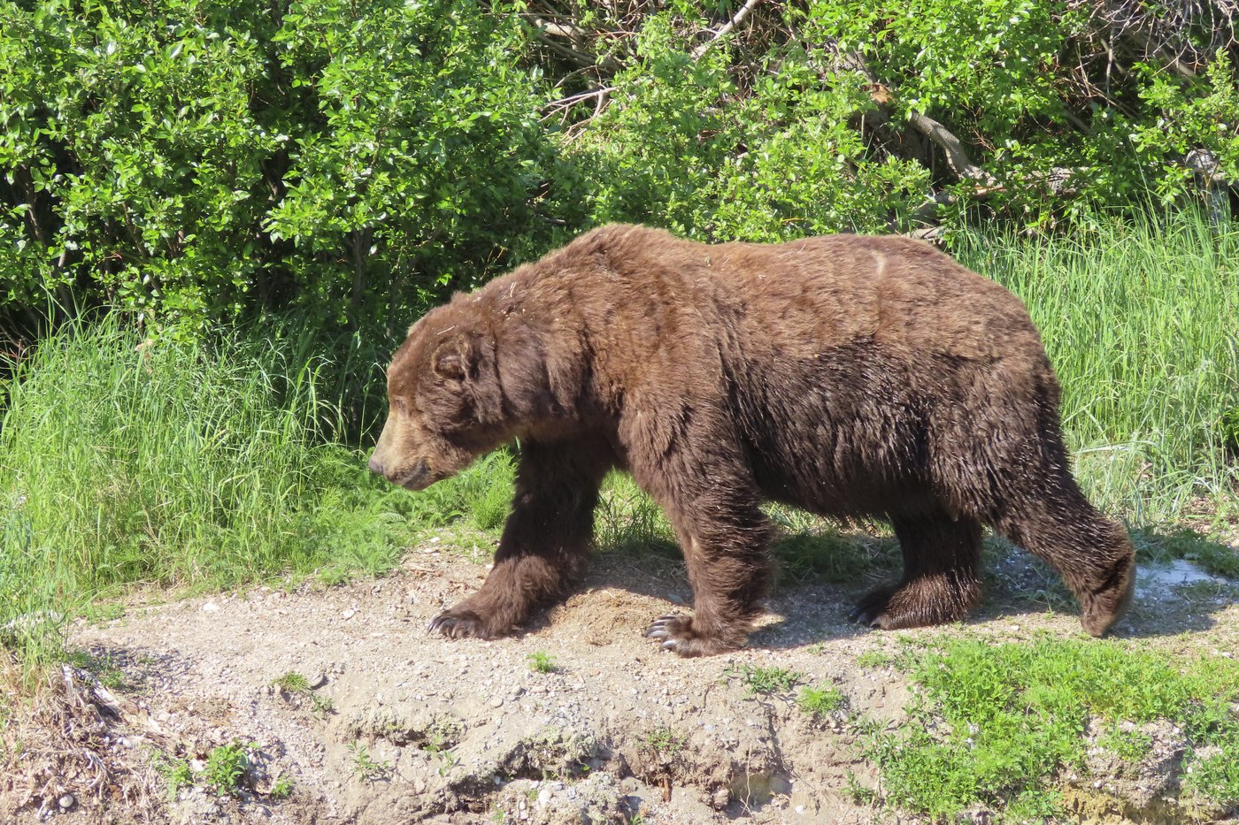 Online voting in Alaska's Fat Bear Week contest starts after an attack killed 1 contestant | iNFOnews.ca
