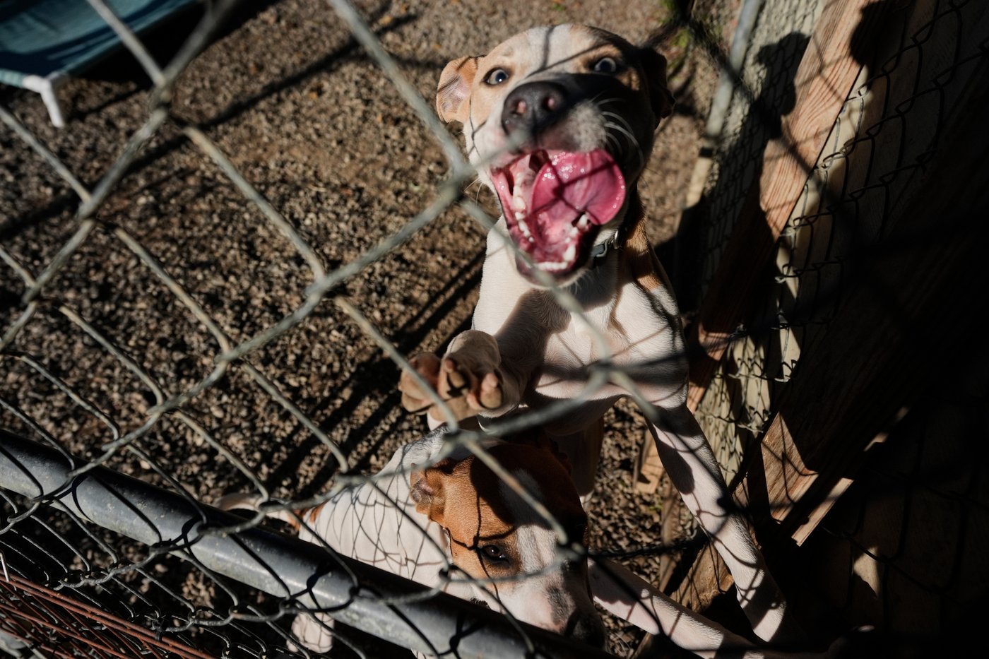 Pet sounds: Why some dog owners share music with their 4-legged friends | iNFOnews.ca Pet sounds: Why some dog owners share music with their 4-legged friends | iNFOnews.ca