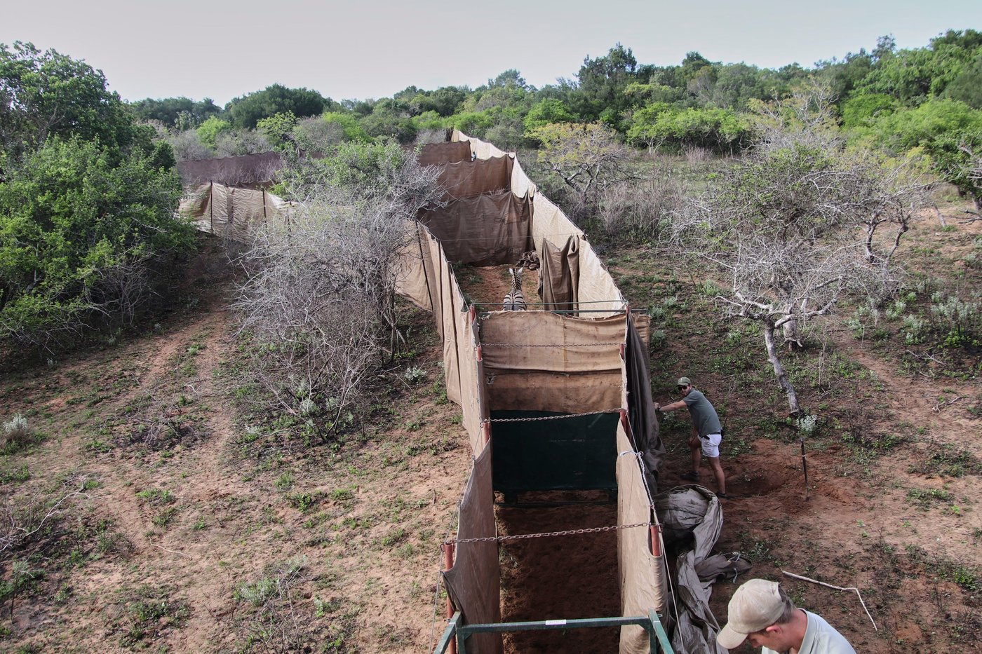 Reviving this African game reserve meant catching and transporting hundreds of wild animals | iNFOnews.ca