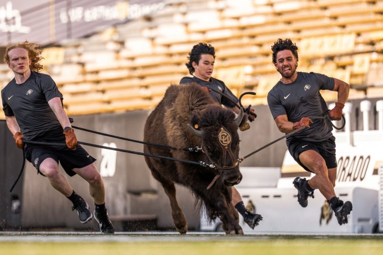 Colorado to debut new live buffalo mascot against Wyoming | iNFOnews.ca