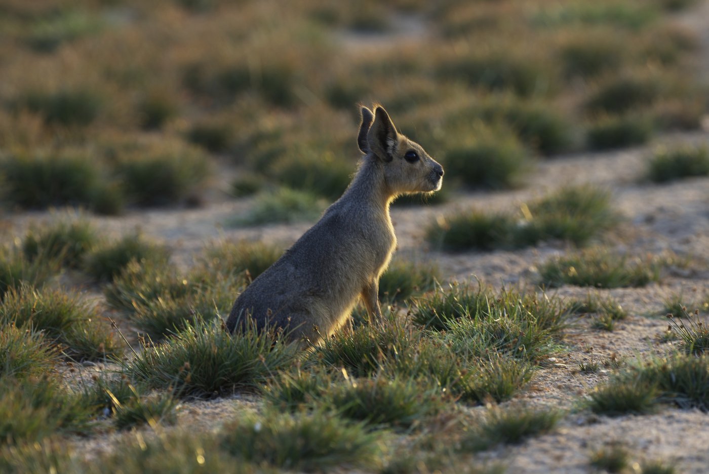 A desert oasis outside of Dubai draws a new caravan: A family of rodents from Argentina | iNFOnews.ca