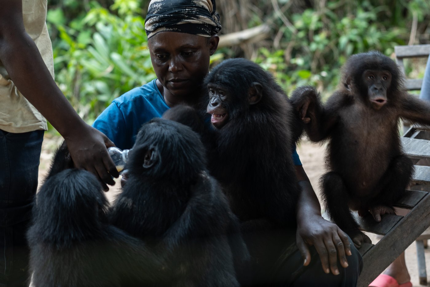 A rare sanctuary in Congo looks after baby bonobos away from poaching threat | iNFOnews.ca A rare sanctuary in Congo looks after baby bonobos away from poaching threat | iNFOnews.ca