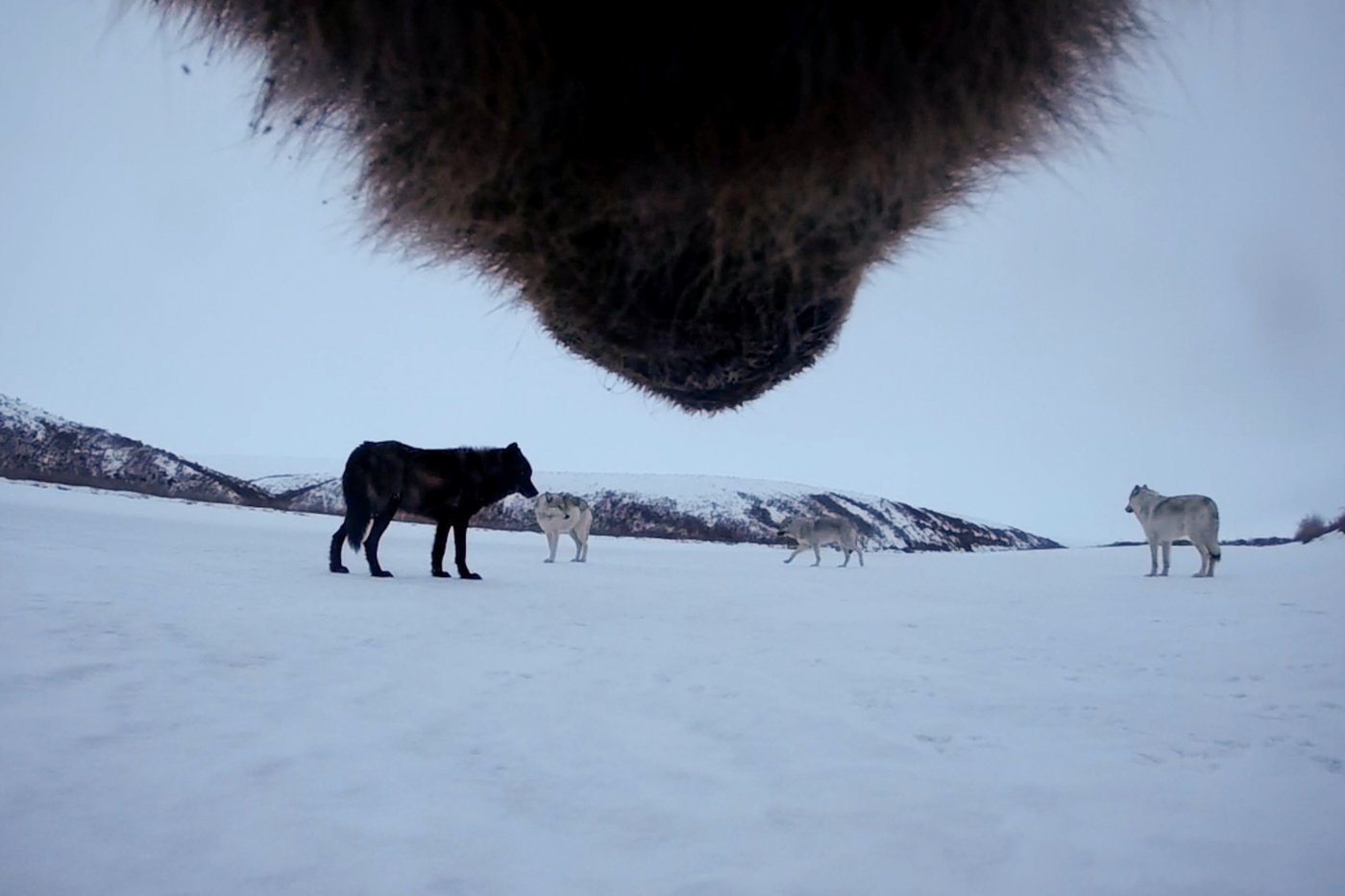 Collar cams offer a bear's eye view into the lives of grizzlies on Alaska's desolate North Slope | iNFOnews.ca Collar cams offer a bear's eye view into the lives of grizzlies on Alaska's desolate North Slope | iNFOnews.ca