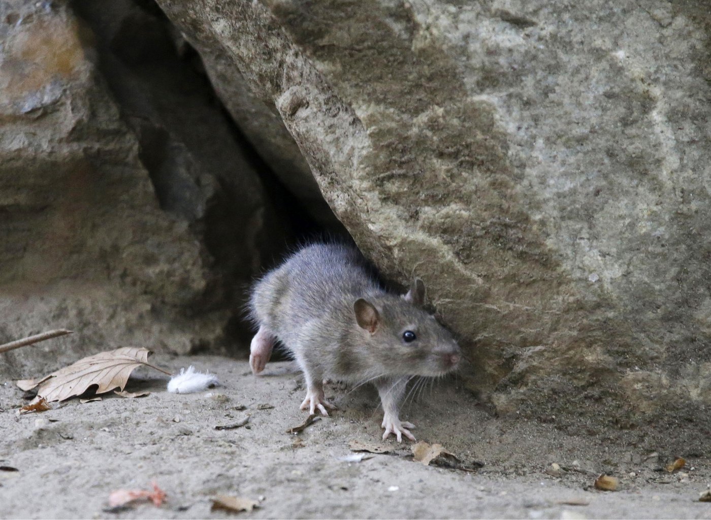 Rats! More rodents are infesting cities as scientists say warmer temperatures mean more rat babies | iNFOnews.ca