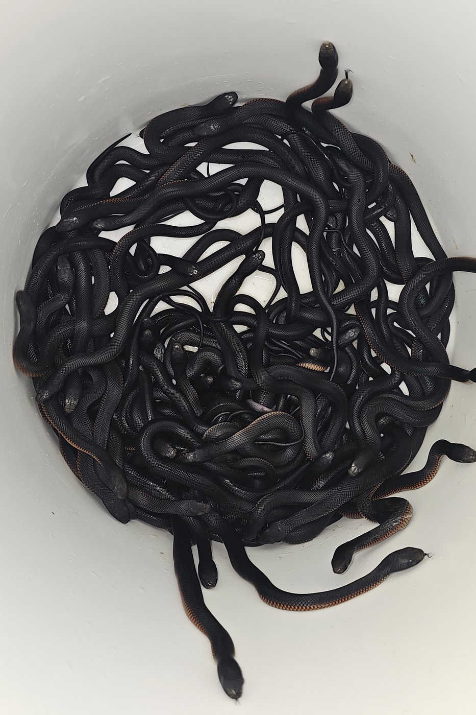 The number of venomous snakes removed from this Australian yard will make you shudder | iNFOnews.ca The number of venomous snakes removed from this Australian yard will make you shudder | iNFOnews.ca
