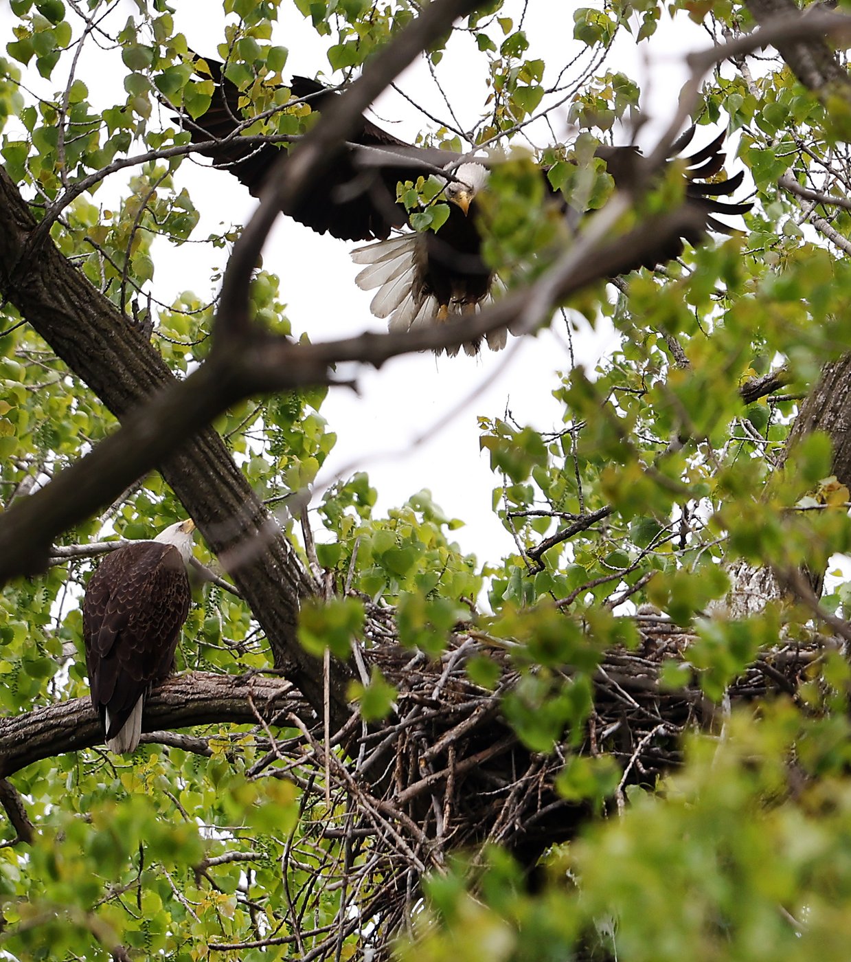 Bald eagle hatchlings spotted in a Chicago park may be the city's first for more than a century | iNFOnews.ca Bald eagle hatchlings spotted in a Chicago park may be the city's first for more than a century | iNFOnews.ca